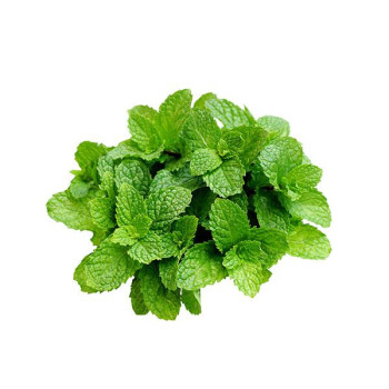 نعنع
